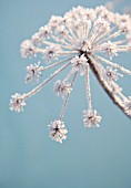 HERACLEUM SPHONDYLIUM, HOGWEED