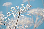 HERACLEUM SPHONDYLIUM, HOGWEED