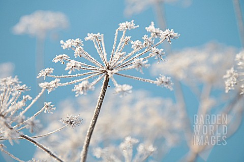 HERACLEUM_SPHONDYLIUM_HOGWEED