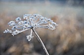 HERACLEUM SPHONDYLIUM, HOGWEED