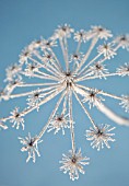 HERACLEUM SPHONDYLIUM, HOGWEED