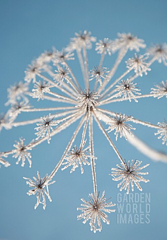 HERACLEUM_SPHONDYLIUM_HOGWEED