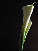 ARUM, LILY - ARUM LILY, CALLA LILY