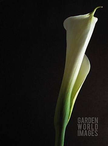 ARUM_LILY__ARUM_LILY_CALLA_LILY