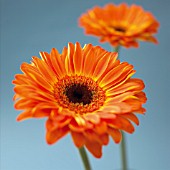 GERBERA, GERBERA