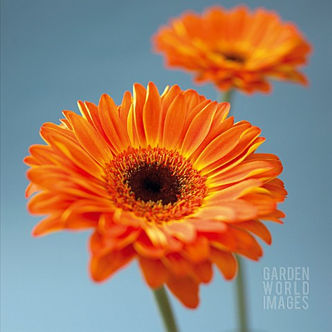 GERBERA_GERBERA