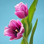 TULIPA, TULIP