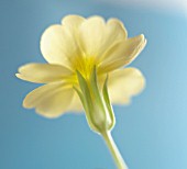 PRIMULA VULGARIS, PRIMROSE