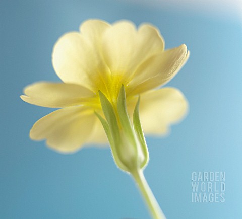 PRIMULA_VULGARIS_PRIMROSE