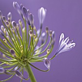 AGAPANTHUS, AGAPANTHUS