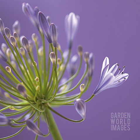 AGAPANTHUS_AGAPANTHUS