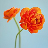 RANUNCULUS, RANUNCULUS