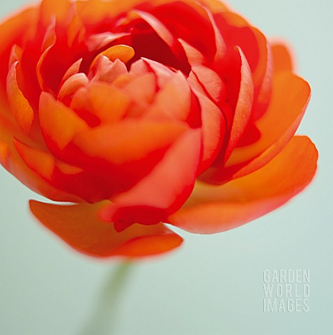 RANUNCULUS_RANUNCULUS