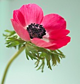 ANEMONE CORONARIA, ANEMONE