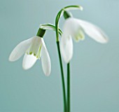 GALANTHUS, SNOWDROP