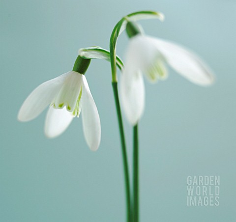 GALANTHUS_SNOWDROP