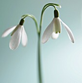 GALANTHUS, SNOWDROP