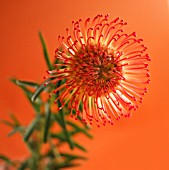 LEUCOSPERMUM, PINCUSHION