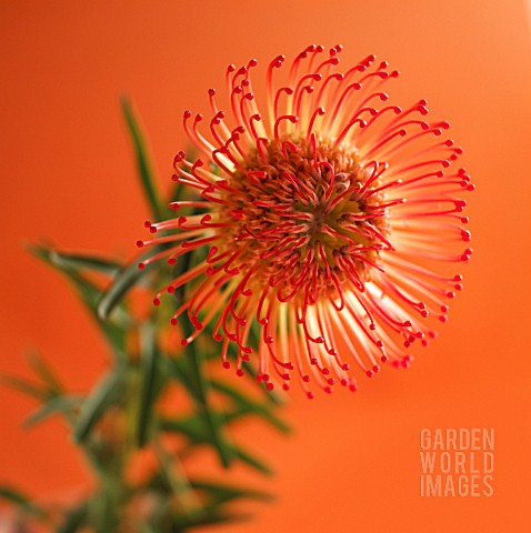 LEUCOSPERMUM_PINCUSHION