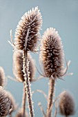 DIPSACUS FULLONUM, TEASEL