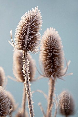 DIPSACUS_FULLONUM_TEASEL