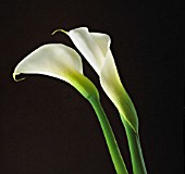 ARUM, LILY - ARUM LILY, CALLA LILY