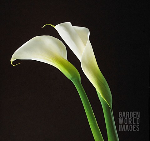 ARUM_LILY__ARUM_LILY_CALLA_LILY