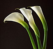 ARUM, LILY - ARUM LILY, CALLA LILY