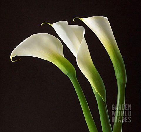 ARUM_LILY__ARUM_LILY_CALLA_LILY