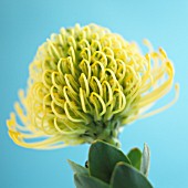 LEUCOSPERMUM, PINCUSHION