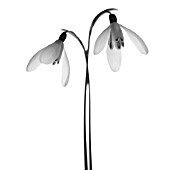 GALANTHUS, SNOWDROP