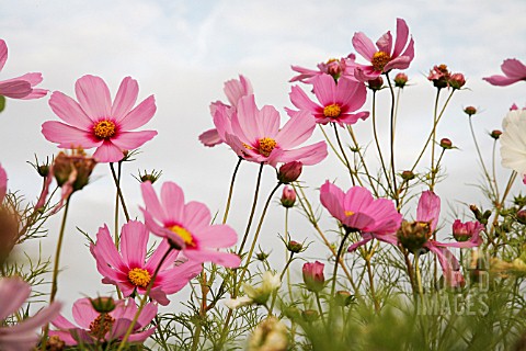 COSMOS_BIPINNATUS_COSMOS