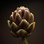 CYNARA SCOLYMUS, ARTICHOKE