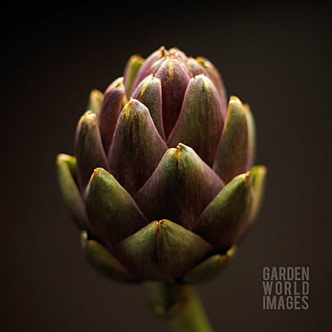 CYNARA_SCOLYMUS_ARTICHOKE