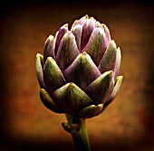 CYNARA SCOLYMUS, ARTICHOKE