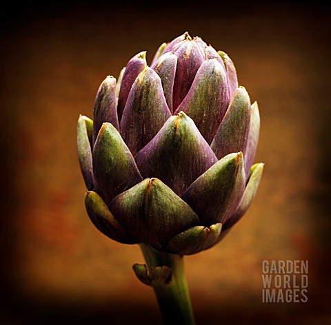 CYNARA_SCOLYMUS_ARTICHOKE