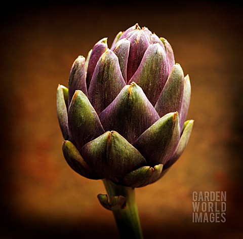 CYNARA_SCOLYMUS_ARTICHOKE