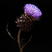 CYNARA SCOLYMUS, ARTICHOKE