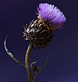 CYNARA SCOLYMUS, ARTICHOKE