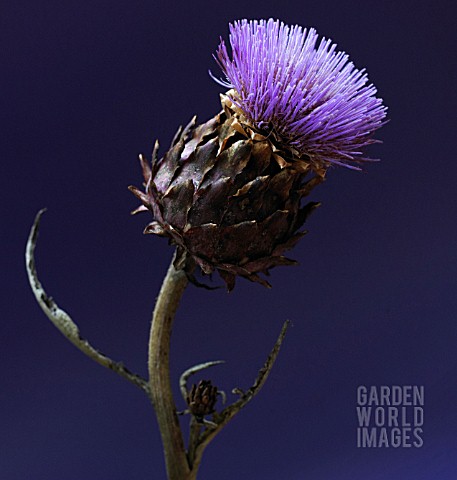 CYNARA_SCOLYMUS_ARTICHOKE