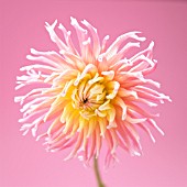 DAHLIA, DAHLIA