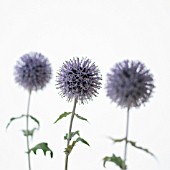 ECHINOPS, GLOBE THISTLE