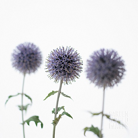 ECHINOPS_GLOBE_THISTLE