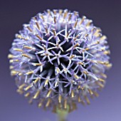 ECHINOPS, GLOBE THISTLE