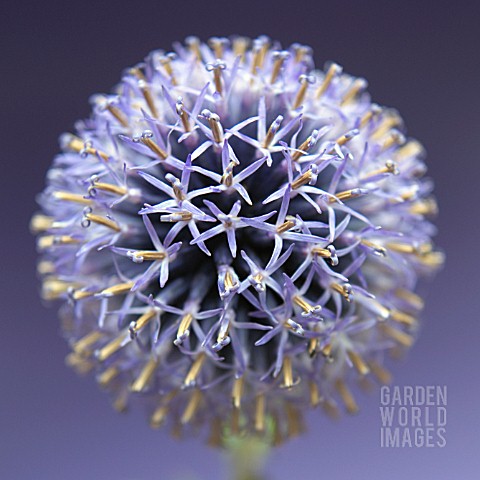 ECHINOPS_GLOBE_THISTLE