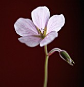 GERANIUM, GERANIUM, CRANESBILL