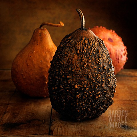 CUCURBITA_PEPO_GOURD