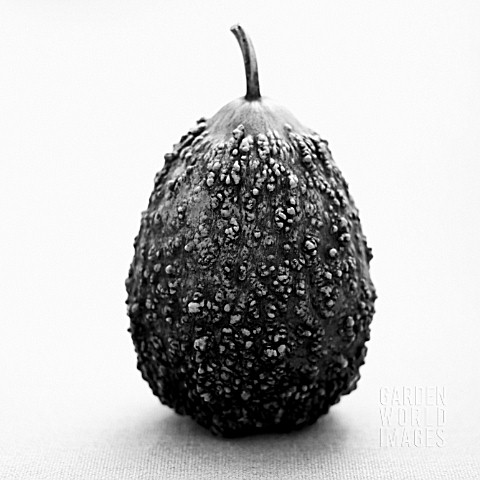 CUCURBITA_PEPO_GOURD