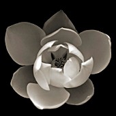 MAGNOLIA, MAGNOLIA