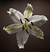 LILIUM, LILY - ORIENTAL LILY